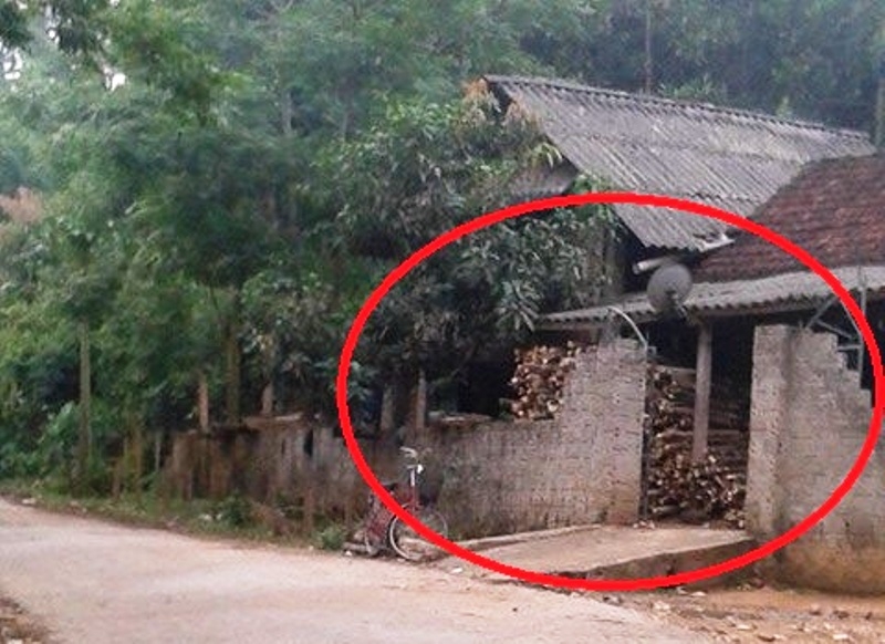 Cây ba chạc được người dân đưa về cất trong nhà.