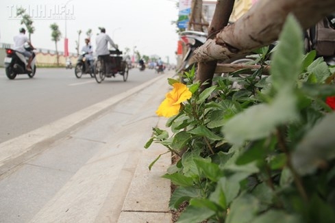 Hoa được trồng trên vỉa hè