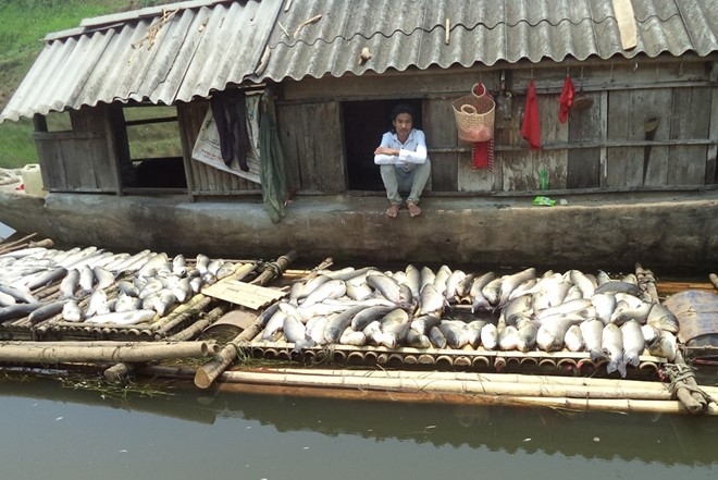 Cá nuôi lồng của người dân trên sông Bưởi chết hàng loạt tại huyện Thạch Thành, Thanh Hóa. Ảnh: Nguyễn Dương.