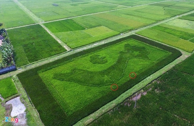 Ban do Viet Nam tren canh dong lua o Nghe An hinh anh 1