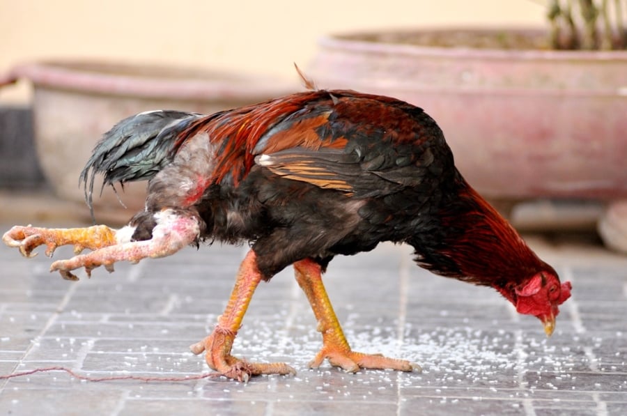  Anh Trung cho hay, đây là giống gà trống mào cờ, có bộ lông đỏ đen óng mượt và rất phàm ăn. Thức ăn hàng ngày là thóc, gạo, rau xanh, thậm chí cả... thịt bò. Khi mới mang về, gà 4 chân nặng khoảng 1,7kg, sau vài tháng chăm sóc đã tăng lên gần 4kg. 