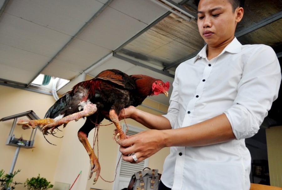  Mỗi ngày gà 4 chân được chủ nhân cho tắm nắng và rửa chân bằng nước ấm để bộ lông óng mượt và tăng sức đề kháng. 