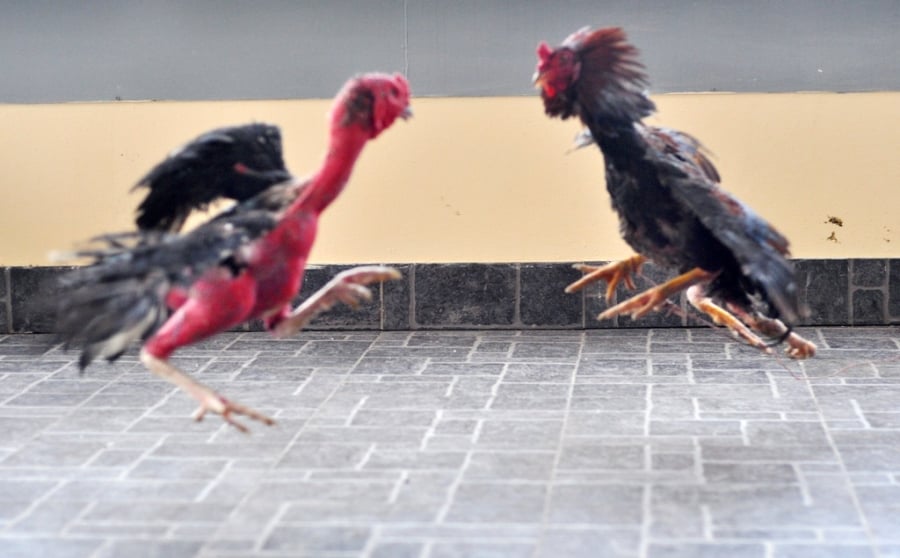  Anh Trung cho biết thường xuyên phải phải tiếp người đến xem gà. 