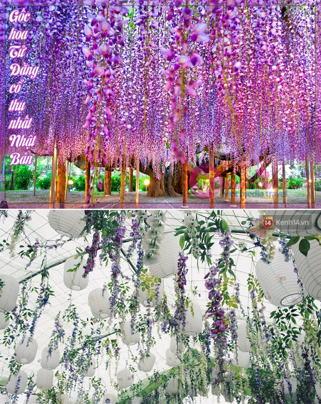 Lễ hội hoa tử đằng ở Hà Nội: Nỗi thất vọng khi thực tế khác xa hình ảnh quảng cáo - Ảnh 6.