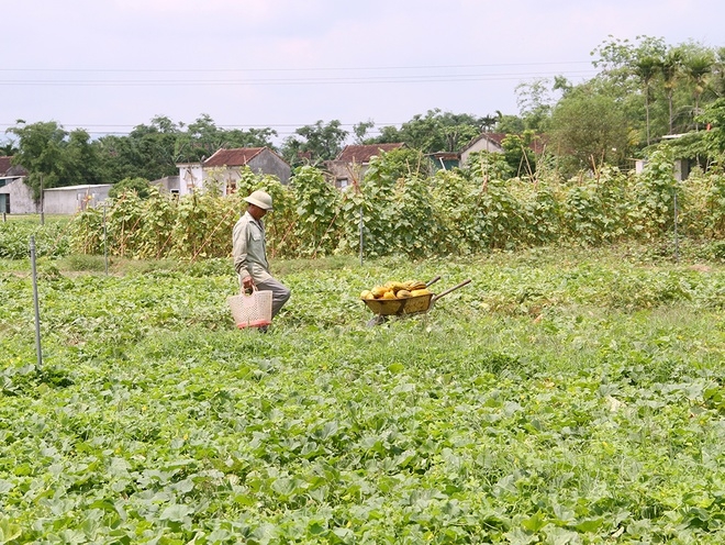 Bất chấp nguy hiểm bán dưa bên quốc lộ