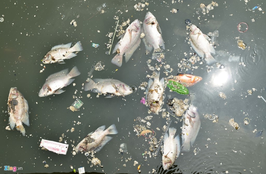 Ca chet noi trang kenh Nhieu Loc o Sai Gon hinh anh 4