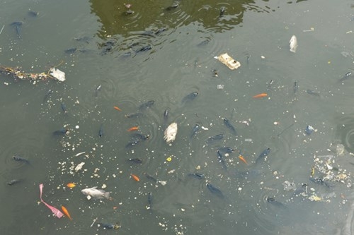Nguyên nhân cá chết hàng loạt trên kênh Nhiêu Lộc – Thị Nghè - ảnh 1