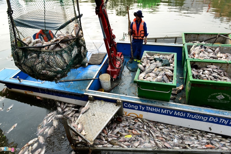 Vớt hàng chục tấn cá chết trên kênh Nhiêu Lộc5