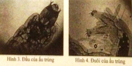 au-trung-ruoi-la-liet-trong-nuoc-sach-o-ninh-binh-2