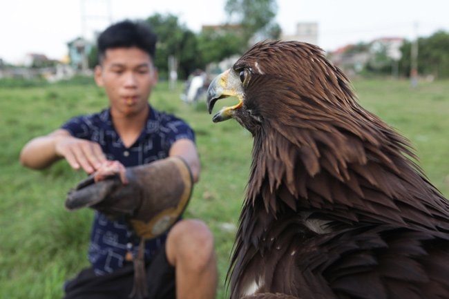 can canh dai bang vang mong co gia 10.000 usd (ky cuoi) hinh anh 9
