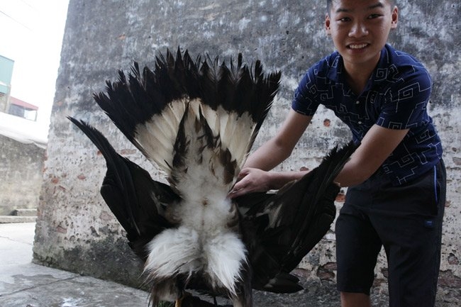 can canh dai bang vang mong co gia 10.000 usd (ky cuoi) hinh anh 14