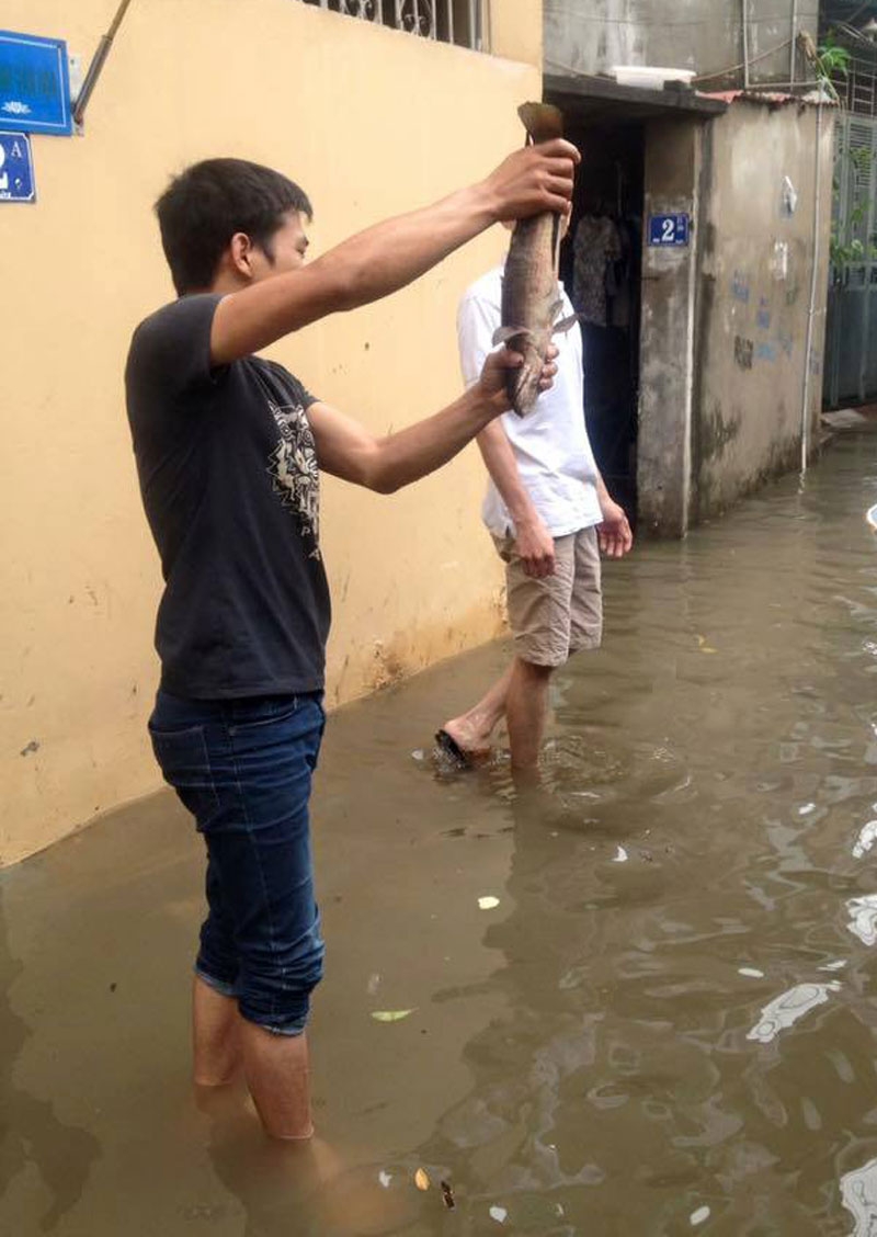tát nước, mưa ngập, Hà Nội, lũ lụt, tắc đường, công sở, đến trường, đi làm