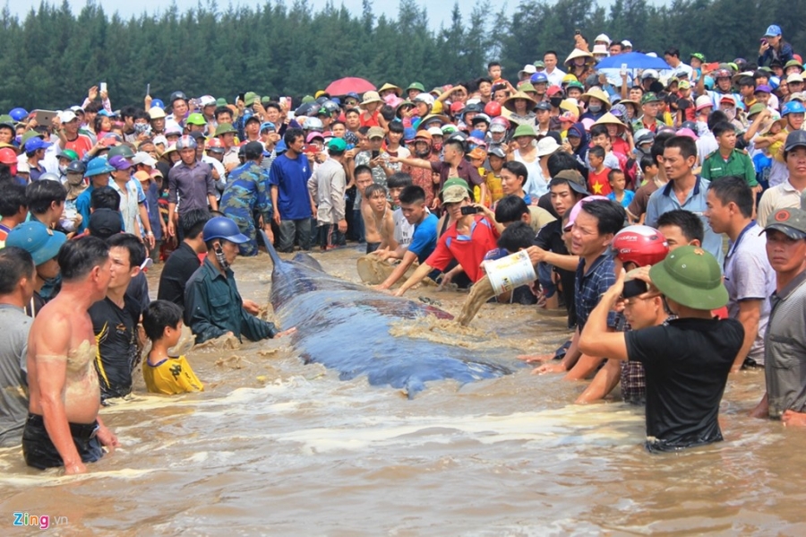Dan ho reo khi giai cuu thanh cong ca voi khong lo hinh anh 2
