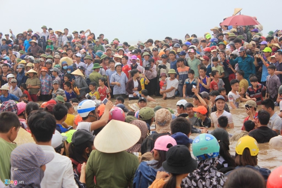 Dan ho reo khi giai cuu thanh cong ca voi khong lo hinh anh 7