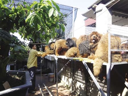 Chó ngao Tây Tạng, đắt nhất, Sài Thành, Trại chó Phượng Hoàng, Sài Gòn, nuôi chó, thú chơi