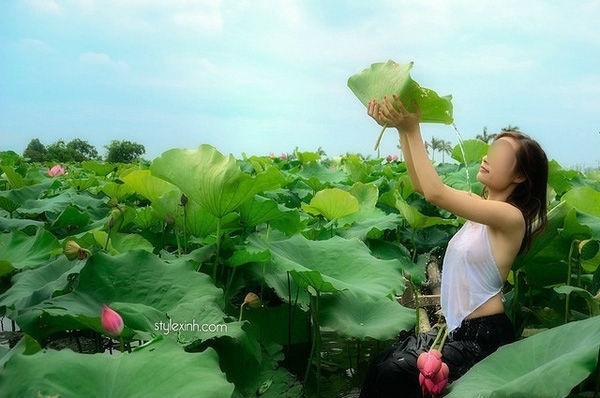 Mùa sen sắp năm nay, hy vọng các nàng xinh đẹp không 