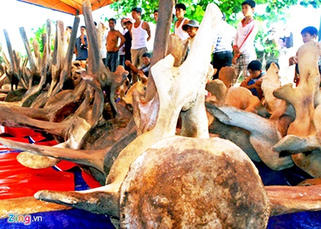 Ca voi dat vao bo bien Nghe An kha nang do benh ly hinh anh 2