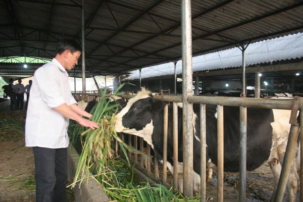 du kien bo tran gia sua tre em tu 1.7: nuoi bo sua “linh don”? hinh anh 1
