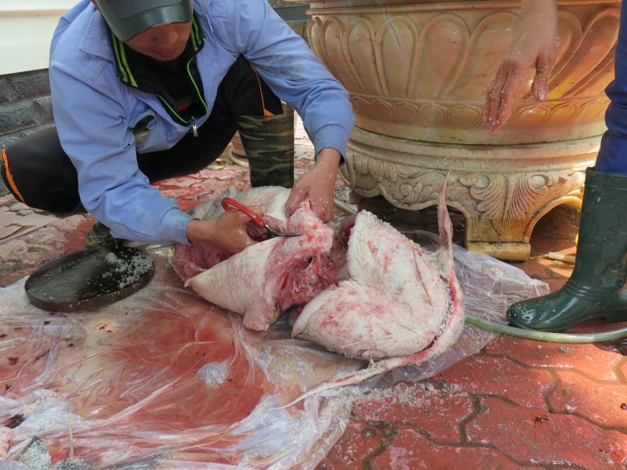 bảo tồn động vật hoang dã, thủy quái sông Đà, đại gia Hà Thành