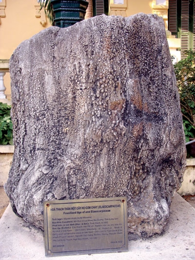 Bi hài, đại gia, gỗ hóa thạch, giải độc, trường thọ, đồ gỗ, qỗ quý, thú chơi, tiền tỷ