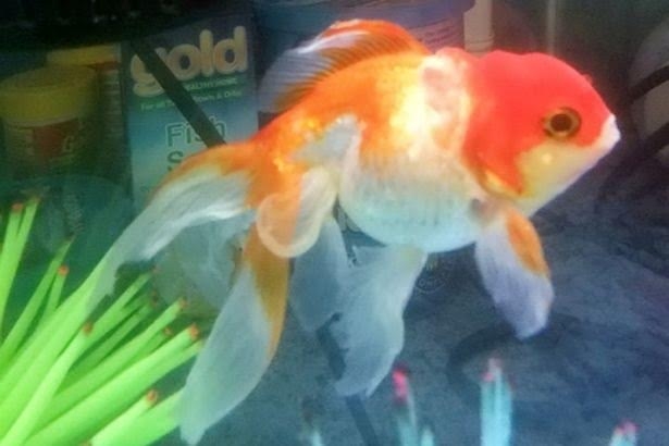  Chủ của Nemo đã đi suốt 200 dặm để tìm bác sĩ phẫu thuật. 