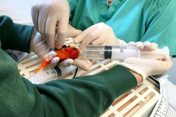  Bình ô xy của chú cá vàng là ống kim tiêm đầy nước. 