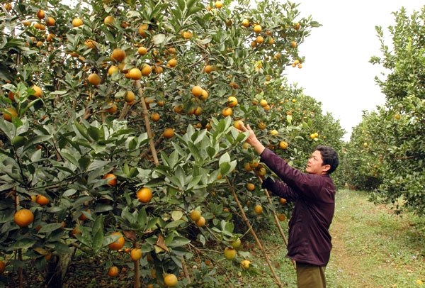 cam cao phong, cam trung quốc, cam tàu đội lốt cam cao phong, cam cao phong hòa bình, đặc sản cam cao phong