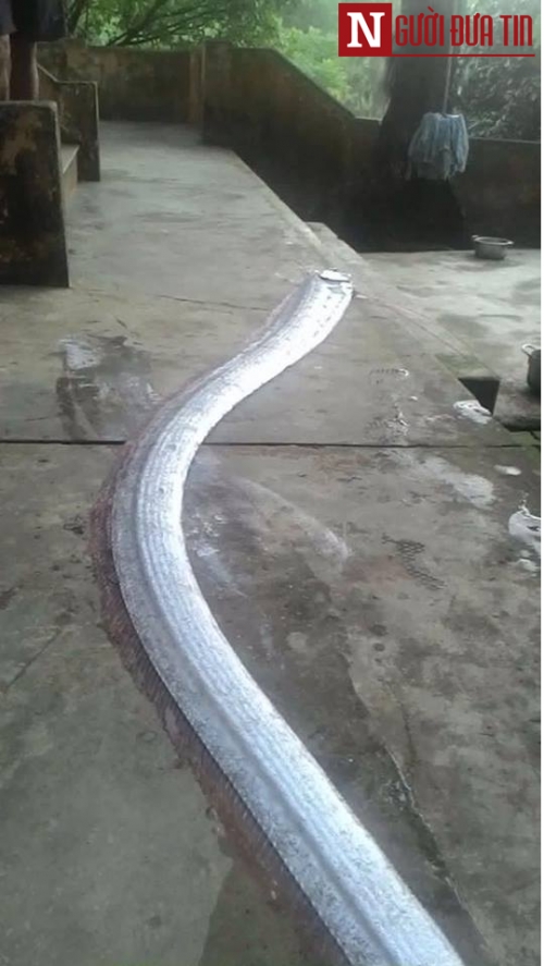 Bất ngờ bắt được ‘thủy quái’ lạ, màu óng ánh, có râu dài hơn 3m - Ảnh 1 Bất ngờ bắt được ‘thủy quái’ lạ, màu óng ánh, có râu dài hơn 3m - Ảnh 1