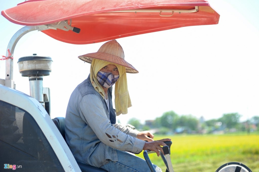 Nong dan phoi minh trong nang nong 39 do C thu hoach lua hinh anh 3