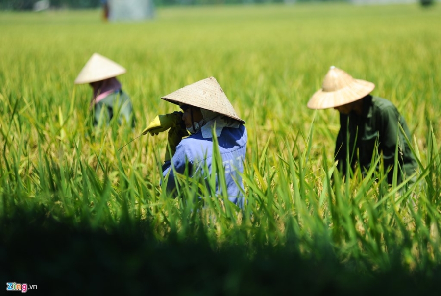 Nong dan phoi minh trong nang nong 39 do C thu hoach lua hinh anh 5