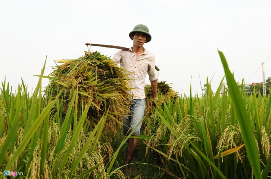 Nong dan phoi minh trong nang nong 39 do C thu hoach lua hinh anh 10