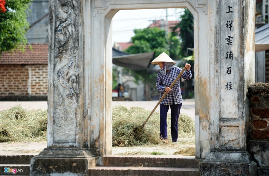 Nong dan phoi minh trong nang nong 39 do C thu hoach lua hinh anh 12