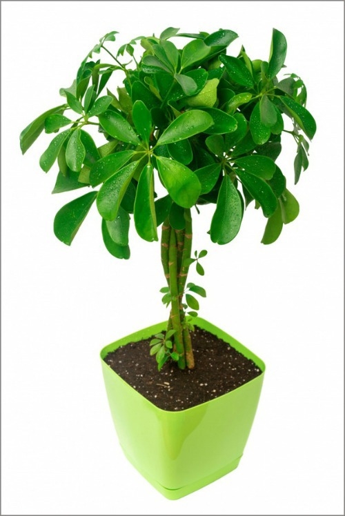 12 loại cây cảnh giúp thanh lọc độc tố trong không khí
