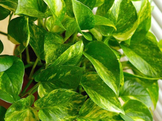 12 loại cây cảnh giúp thanh lọc độc tố trong không khí