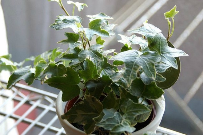 12 loại cây cảnh giúp thanh lọc độc tố trong không khí