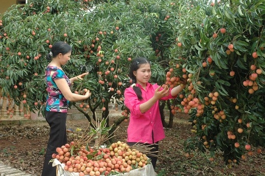 Vai thieu van qua phu thuoc Trung Quoc hinh anh 1