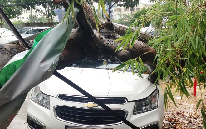 Cay xanh nga de 3 oto o Sai Gon hinh anh 1