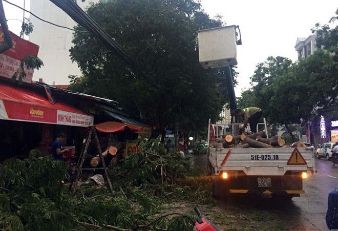 Cay xanh nga de 3 oto o Sai Gon hinh anh 2