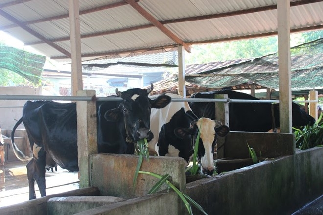 Nong dan nuoi bo Cu Chi gui sua cho nguoi than tam hinh anh 2