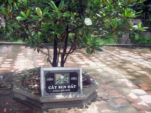  Loài cây đã được gắn biển tên 