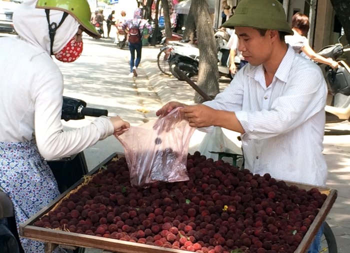 thanh mai, quả thanh mai, quả thanh mai gây sốt, dân hà thành hớ nặng, thanh mai trung quốc, quả thanh mai biến mất bí ẩn