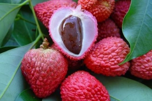 Những người ăn vải chẳng khác tự làm hại mình! - 5