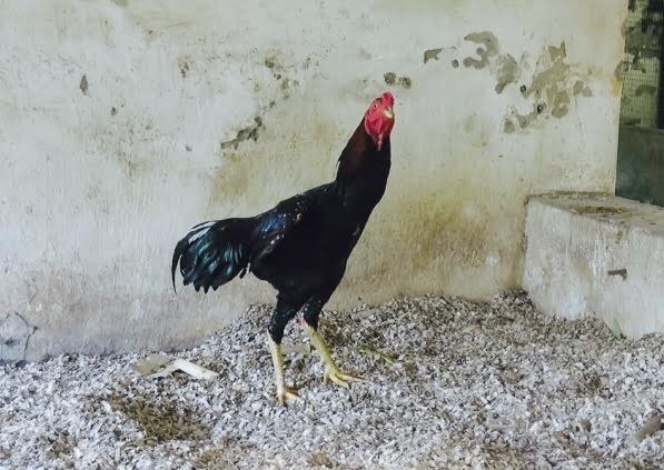 gà triệu đô, đại gia chơi sang, đại gia việt, chim cảnh, cây cảnh, chuyện khó tin của đại gia việt, sữa bò cho để tắm, bia hơi, bia cỏ, vẹt Nam Mỹ, gà thần kê gà triệu đô, đại gia chơi sang, đại gia việt, chim cảnh, cây cảnh, chuyện khó tin của đại gia việt, sữa bò cho để tắm, bia hơi, bia cỏ, vẹt Nam Mỹ, gà thần kê