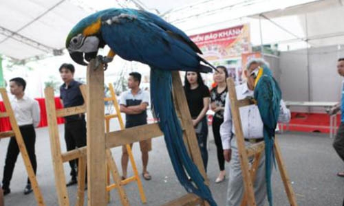 gà triệu đô, đại gia chơi sang, đại gia việt, chim cảnh, cây cảnh, chuyện khó tin của đại gia việt, sữa bò cho để tắm, bia hơi, bia cỏ, vẹt Nam Mỹ, gà thần kê gà triệu đô, đại gia chơi sang, đại gia việt, chim cảnh, cây cảnh, chuyện khó tin của đại gia việt, sữa bò cho để tắm, bia hơi, bia cỏ, vẹt Nam Mỹ, gà thần kê