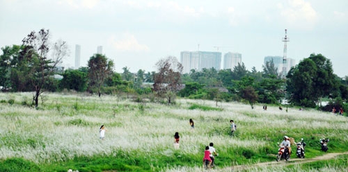 canh dong co lau dep nhu tranh giua sai gon hinh anh 1