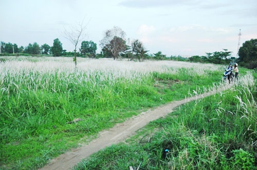 canh dong co lau dep nhu tranh giua sai gon hinh anh 2