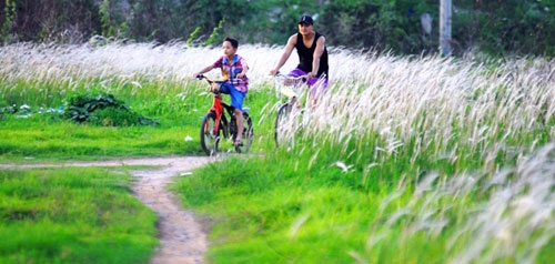 canh dong co lau dep nhu tranh giua sai gon hinh anh 3