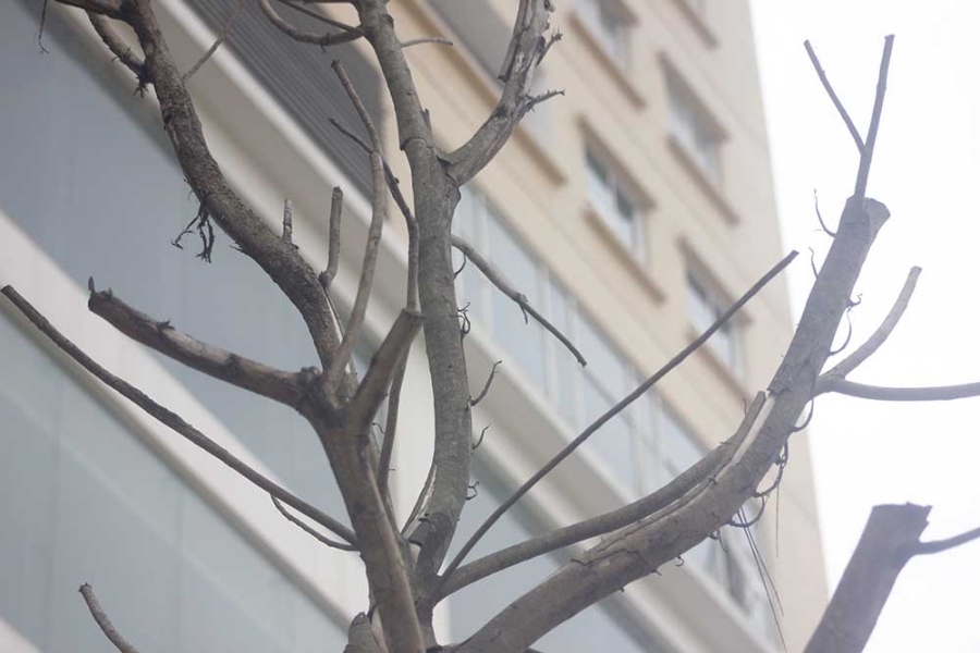 cây xanh, chết khô, cây xanh chết khô