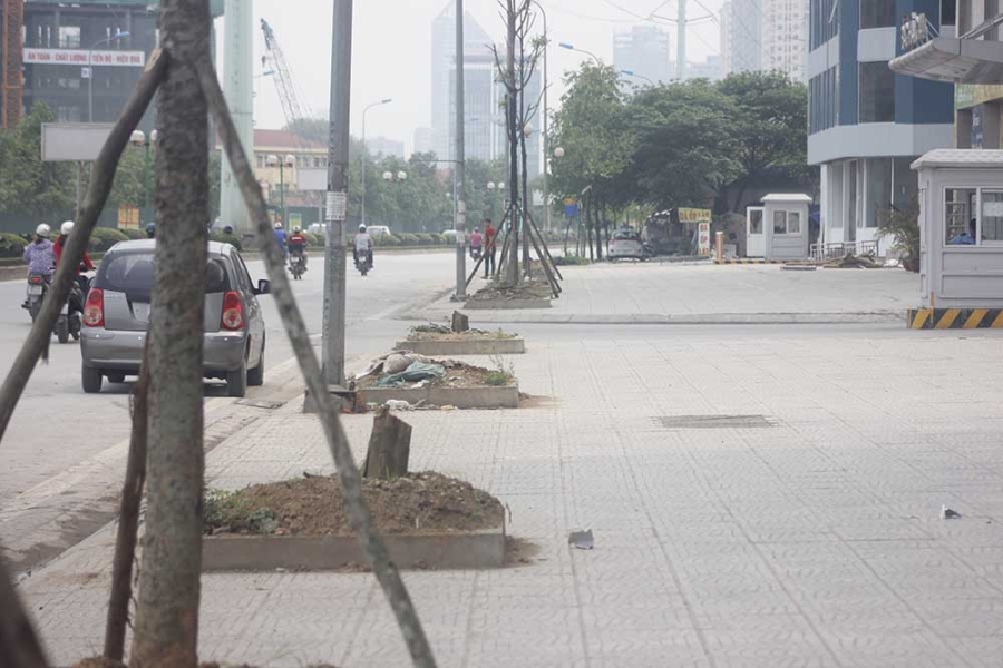 cây xanh, chết khô, cây xanh chết khô