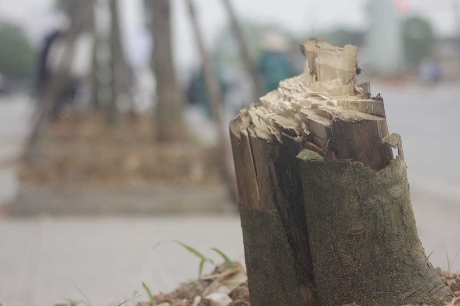 cây xanh, chết khô, cây xanh chết khô